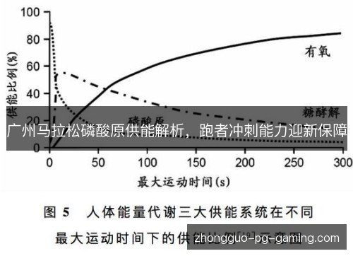 广州马拉松磷酸原供能解析,跑者冲刺能力迎新保障 广州马拉松磷酸原供能解析,跑者冲刺能力迎新保障